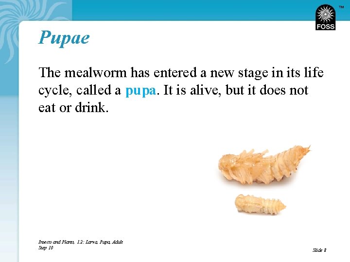 TM Pupae The mealworm has entered a new stage in its life cycle, called