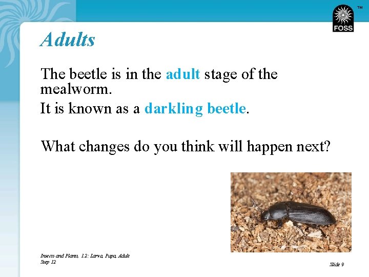 TM Adults The beetle is in the adult stage of the mealworm. It is