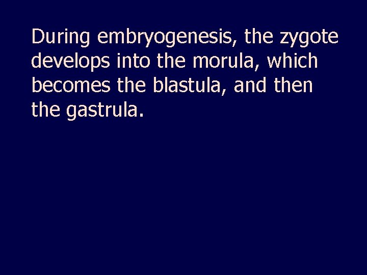 During embryogenesis, the zygote develops into the morula, which becomes the blastula, and then