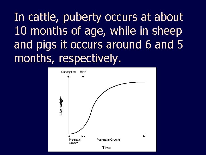 In cattle, puberty occurs at about 10 months of age, while in sheep and