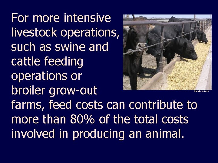 For more intensive livestock operations, such as swine and cattle feeding operations or broiler
