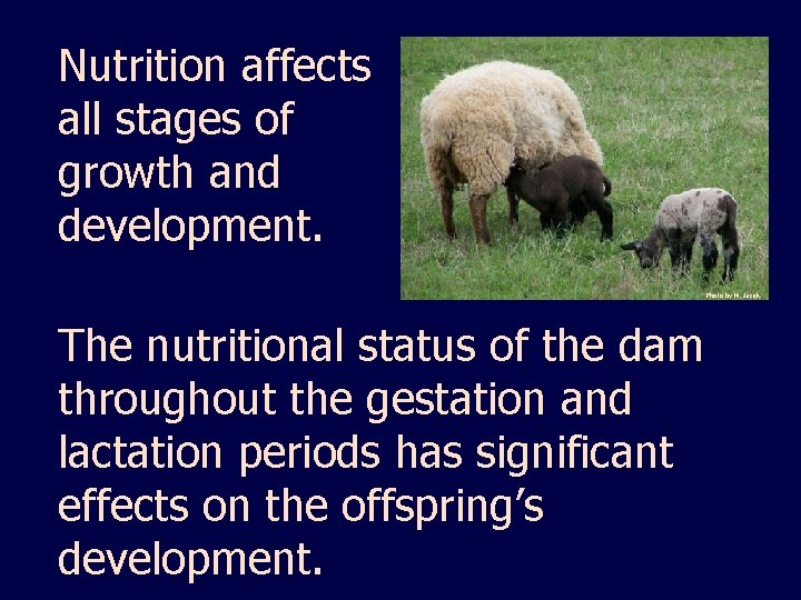 Nutrition affects all stages of growth and development. Photo by M. Jasek. The nutritional