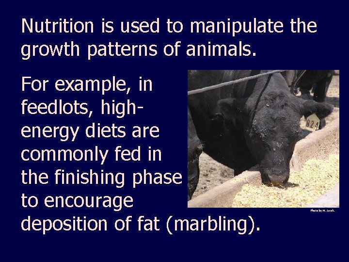 Nutrition is used to manipulate the growth patterns of animals. For example, in feedlots,