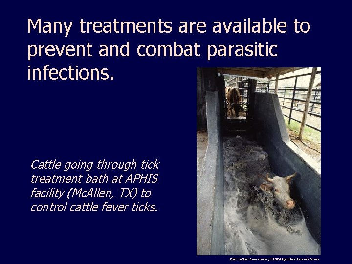 Many treatments are available to prevent and combat parasitic infections. Cattle going through tick