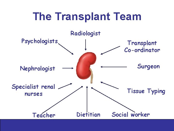 The Transplant Team Psychologists Radiologist Transplant Co-ordinator Surgeon Nephrologist Specialist renal nurses Teacher Tissue