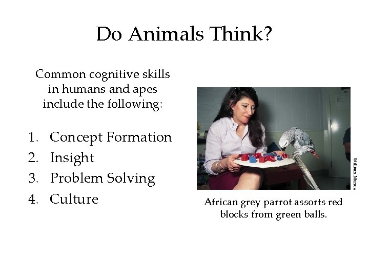 Do Animals Think? Common cognitive skills in humans and apes include the following: Concept