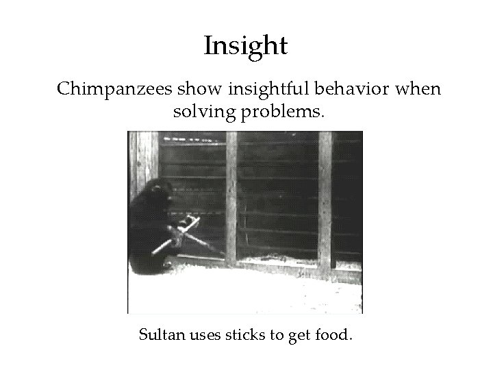Insight Chimpanzees show insightful behavior when solving problems. Sultan uses sticks to get food.