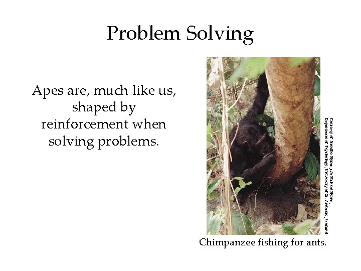 Problem Solving Courtesy of Jennifer Byrne, c/o Richard Byrne, Department of Psychology, University of
