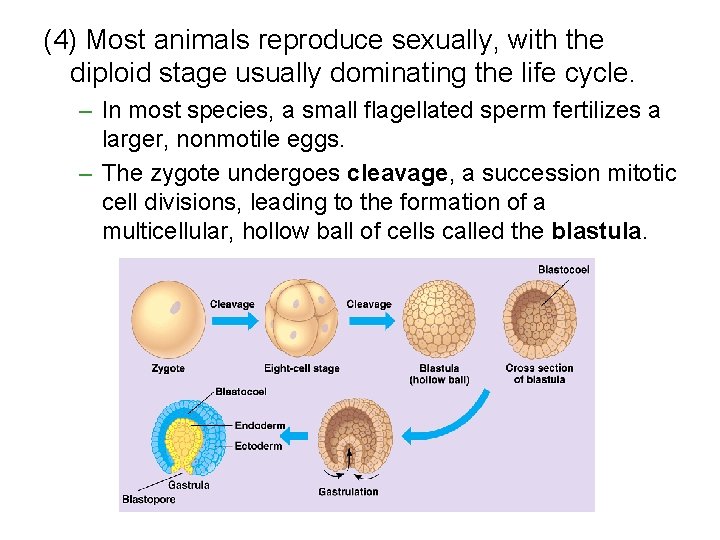 (4) Most animals reproduce sexually, with the diploid stage usually dominating the life cycle.