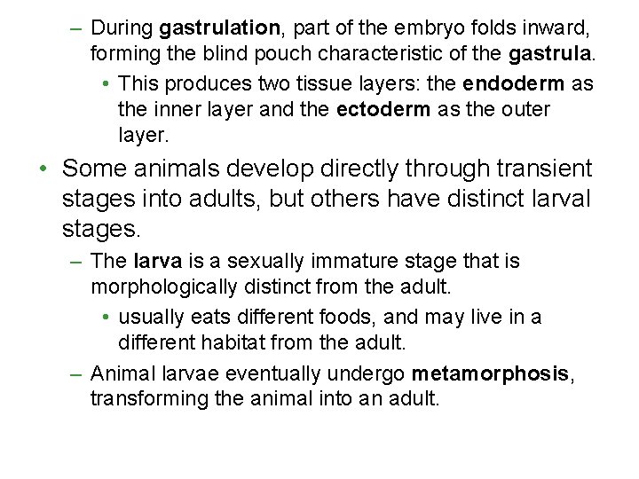 – During gastrulation, part of the embryo folds inward, forming the blind pouch characteristic