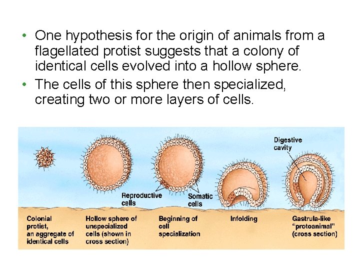  • One hypothesis for the origin of animals from a flagellated protist suggests