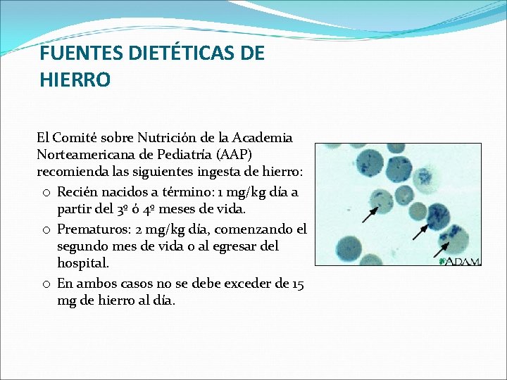 FUENTES DIETÉTICAS DE HIERRO El Comité sobre Nutrición de la Academia Norteamericana de Pediatría