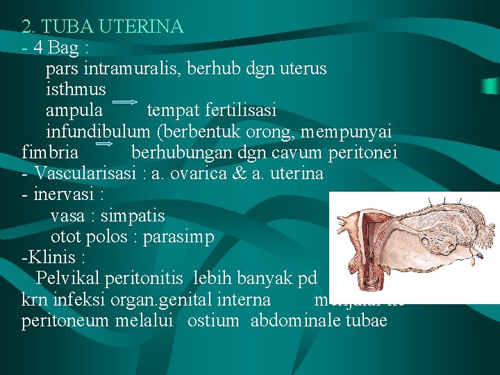 2. TUBA UTERINA - 4 Bag : pars intramuralis, berhub dgn uterus isthmus ampula