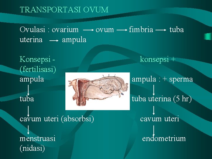 TRANSPORTASI OVUM Ovulasi : ovarium uterina ampula ovum fimbria tuba Konsepsi (fertilisasi) ampula konsepsi