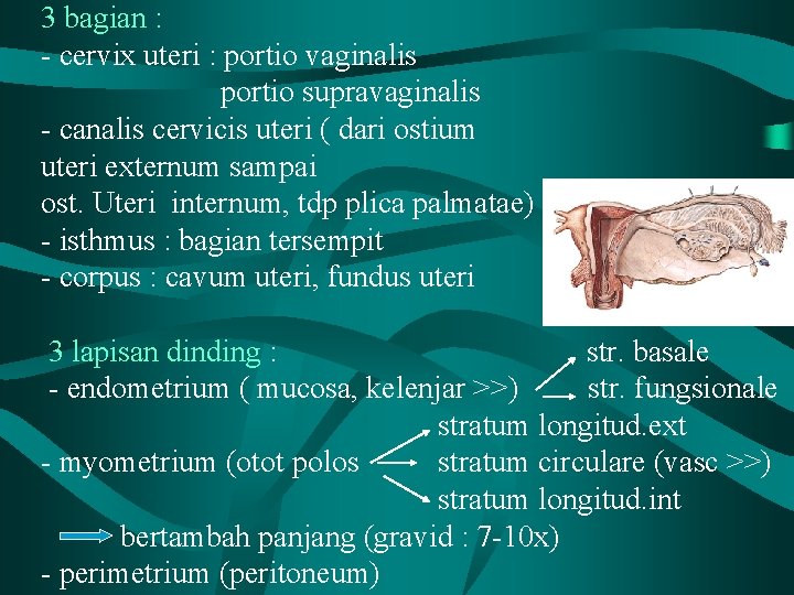 3 bagian : - cervix uteri : portio vaginalis portio supravaginalis - canalis cervicis