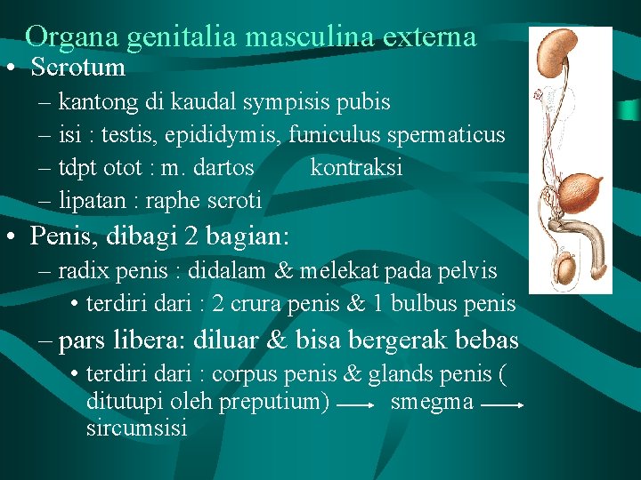 Organa genitalia masculina externa • Scrotum – kantong di kaudal sympisis pubis – isi