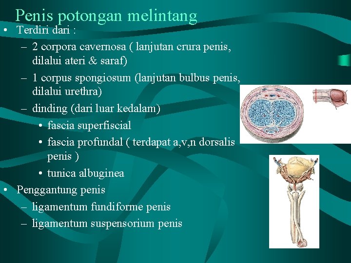 Penis potongan melintang • Terdiri dari : – 2 corpora cavernosa ( lanjutan crura