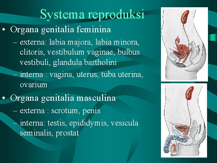 Systema reproduksi • Organa genitalia feminina – externa: labia majora, labia minora, clitoris, vestibulum