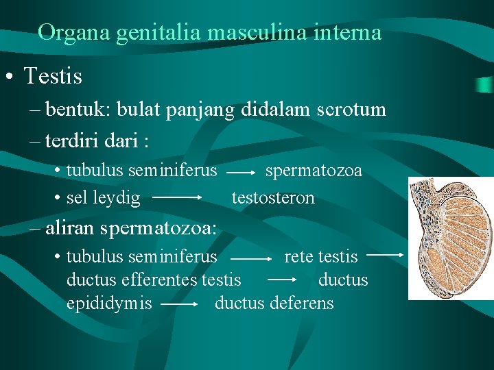 Organa genitalia masculina interna • Testis – bentuk: bulat panjang didalam scrotum – terdiri