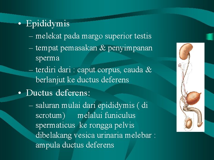  • Epididymis – melekat pada margo superior testis – tempat pemasakan & penyimpanan