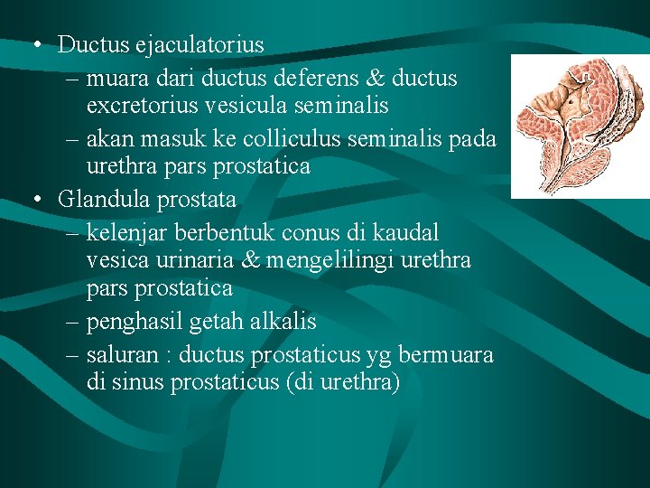  • Ductus ejaculatorius – muara dari ductus deferens & ductus excretorius vesicula seminalis