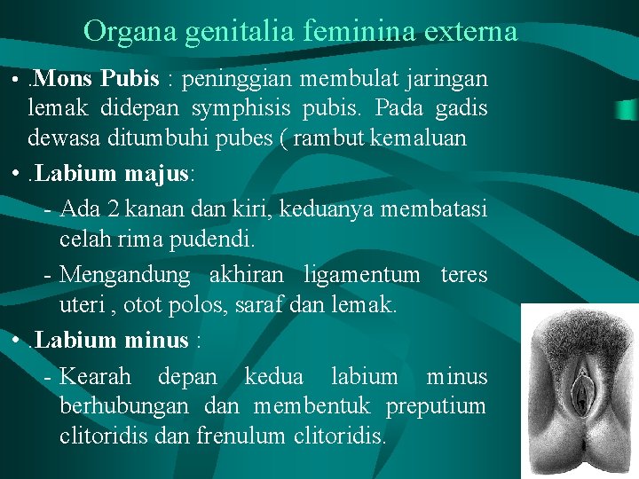 Organa genitalia feminina externa • . Mons Pubis : peninggian membulat jaringan lemak didepan