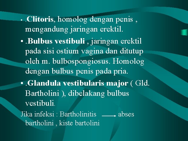  • . Clitoris, homolog dengan penis , mengandung jaringan erektil. • . Bulbus