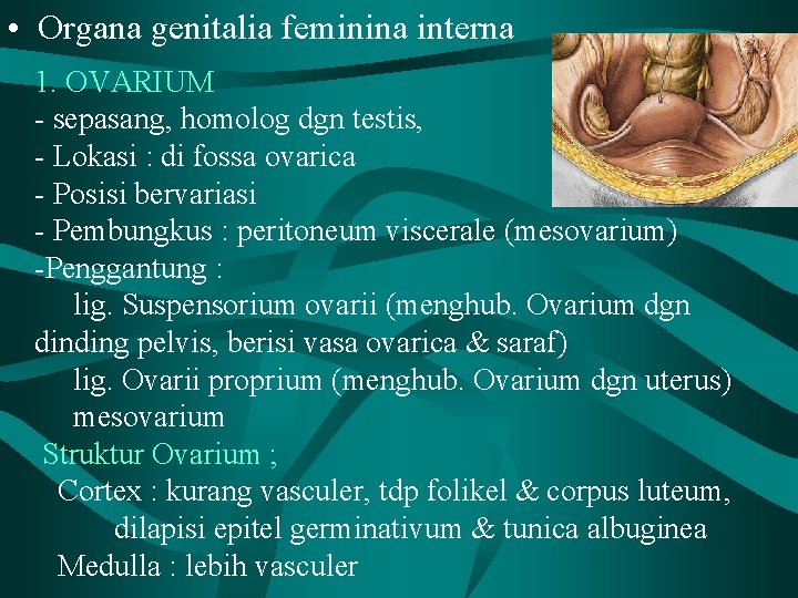  • Organa genitalia feminina interna 1. OVARIUM - sepasang, homolog dgn testis, -