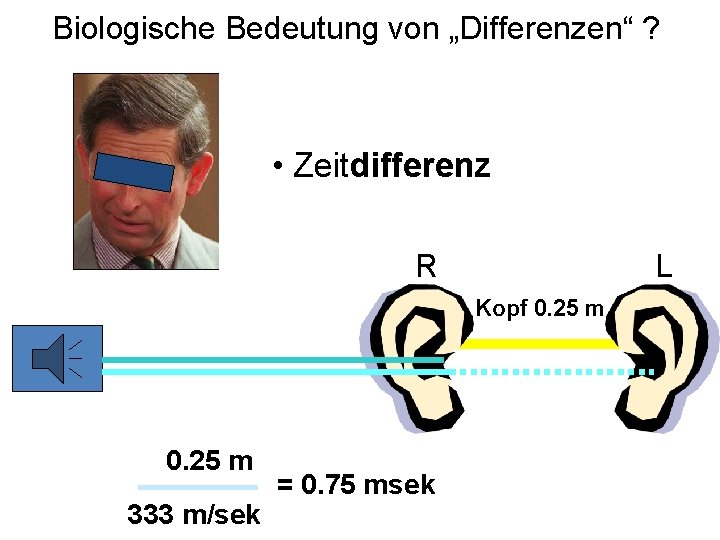 Biologische Bedeutung von „Differenzen“ ? • Zeitdifferenz R L Kopf 0. 25 m 333 Biologische Bedeutung von „Differenzen“ ? • Zeitdifferenz R L Kopf 0. 25 m 333