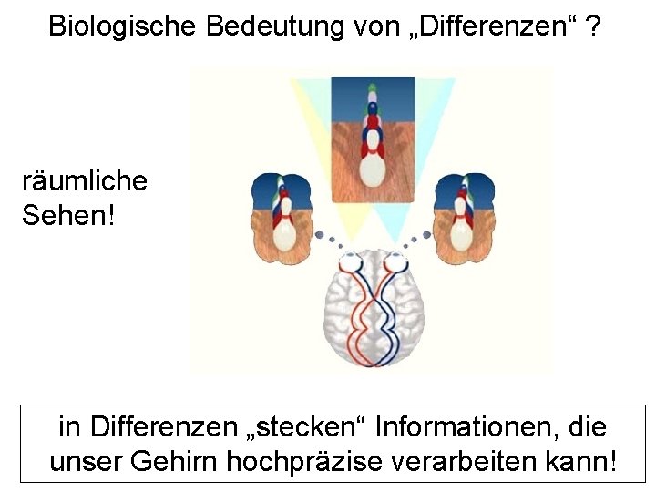 Biologische Bedeutung von „Differenzen“ ? räumliche Sehen! in Differenzen „stecken“ Informationen, die unser Gehirn Biologische Bedeutung von „Differenzen“ ? räumliche Sehen! in Differenzen „stecken“ Informationen, die unser Gehirn