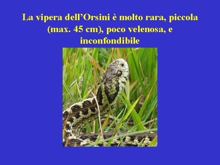 La vipera dell’Orsini è molto rara, piccola (max. 45 cm), poco velenosa, e inconfondibile