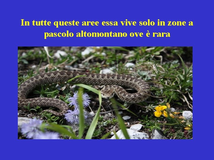 In tutte queste aree essa vive solo in zone a pascolo altomontano ove è