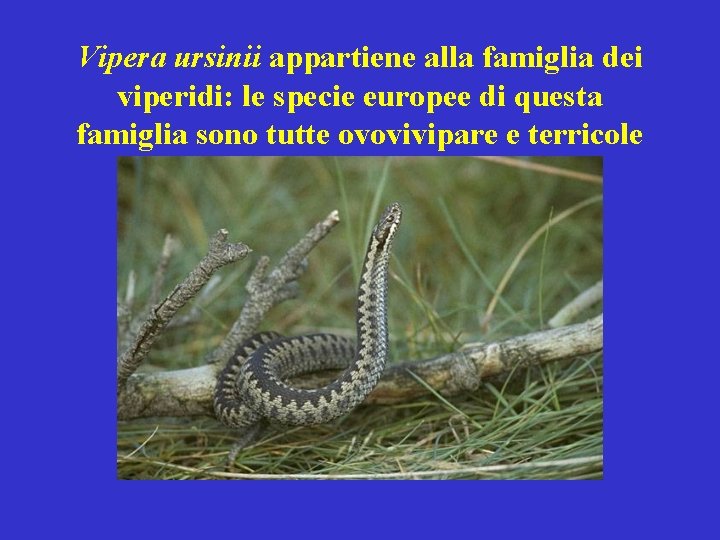 Vipera ursinii appartiene alla famiglia dei viperidi: le specie europee di questa famiglia sono