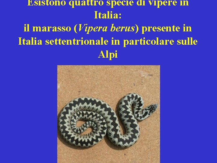 Esistono quattro specie di vipere in Italia: il marasso (Vipera berus) presente in Italia