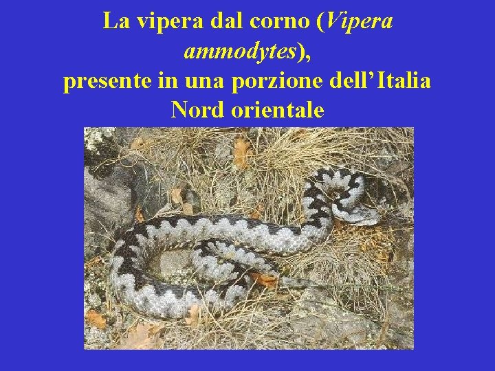 La vipera dal corno (Vipera ammodytes), presente in una porzione dell’Italia Nord orientale 