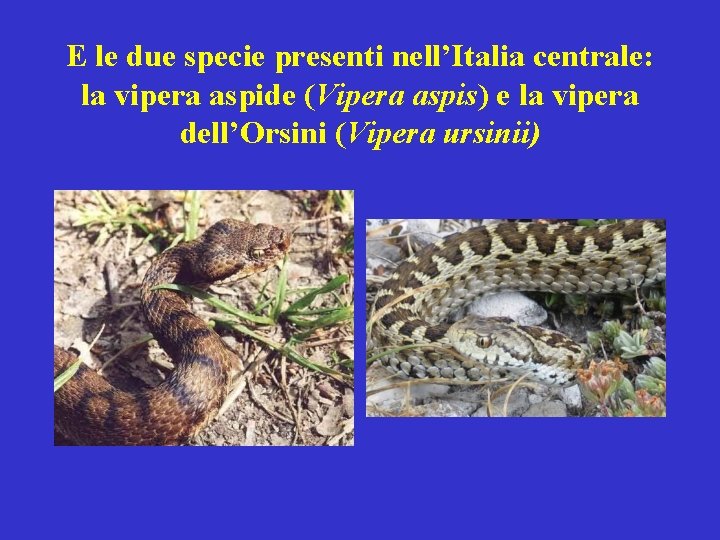 E le due specie presenti nell’Italia centrale: la vipera aspide (Vipera aspis) e la