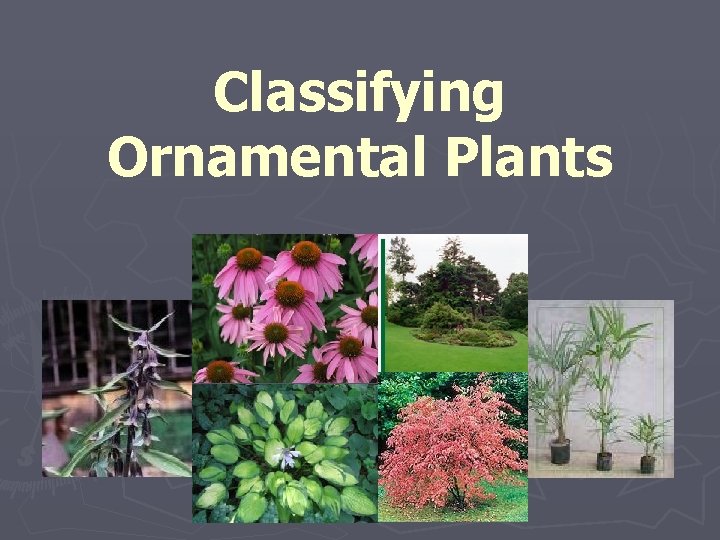 Classifying Ornamental Plants 