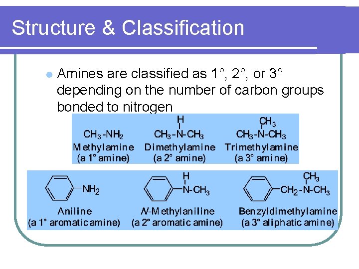 Structure & Classification l Amines are classified as 1°, 2°, or 3° depending on