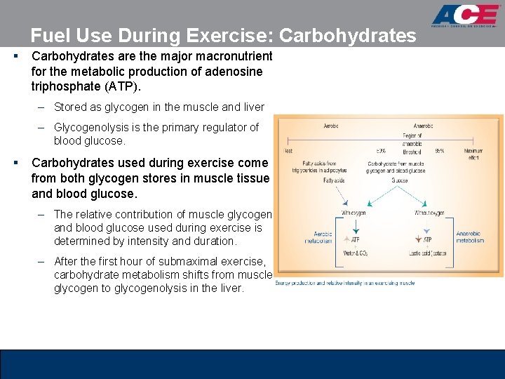 Fuel Use During Exercise: Carbohydrates § Carbohydrates are the major macronutrient for the metabolic