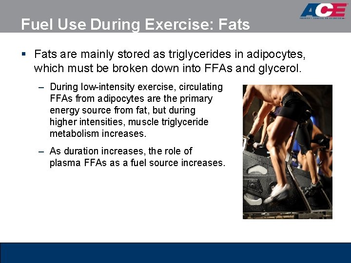 Fuel Use During Exercise: Fats § Fats are mainly stored as triglycerides in adipocytes,
