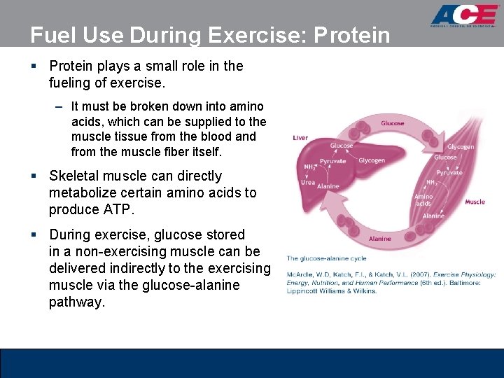 Fuel Use During Exercise: Protein § Protein plays a small role in the fueling