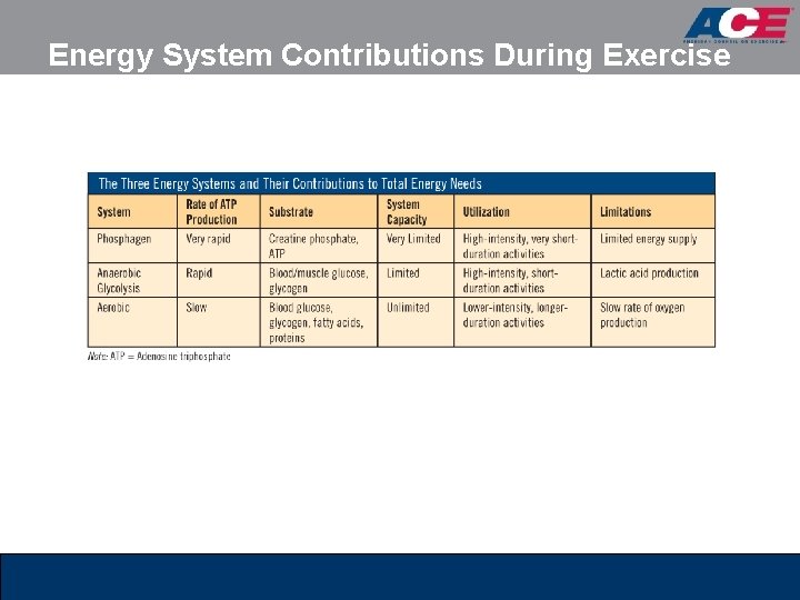 Energy System Contributions During Exercise 