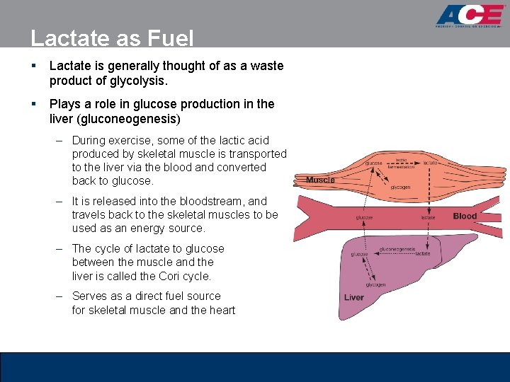 Lactate as Fuel § Lactate is generally thought of as a waste product of