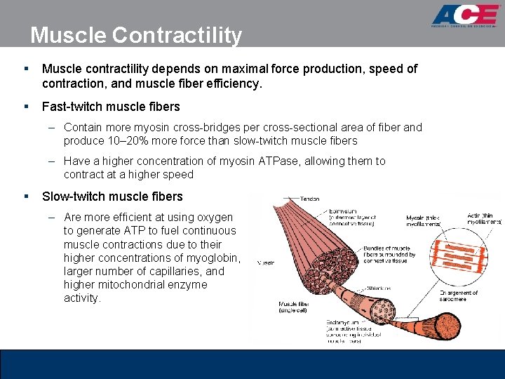 Muscle Contractility § Muscle contractility depends on maximal force production, speed of contraction, and
