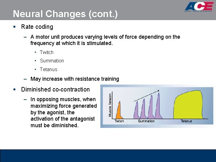 Neural Changes (cont. ) § Rate coding – A motor unit produces varying levels