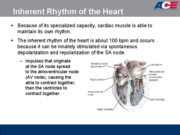 Inherent Rhythm of the Heart § Because of its specialized capacity, cardiac muscle is