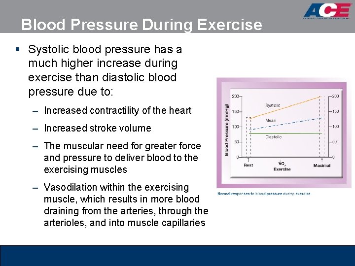 Blood Pressure During Exercise § Systolic blood pressure has a much higher increase during