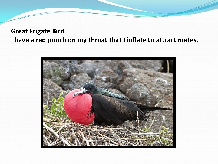 Great Frigate Bird I have a red pouch on my throat that I inflate