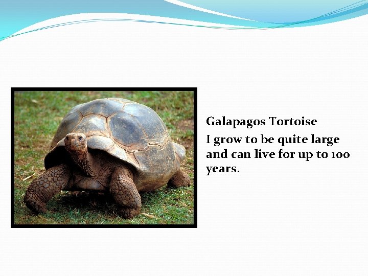 Galapagos Tortoise I grow to be quite large and can live for up to