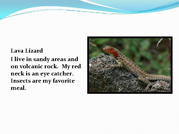 Lava Lizard I live in sandy areas and on volcanic rock. My red neck